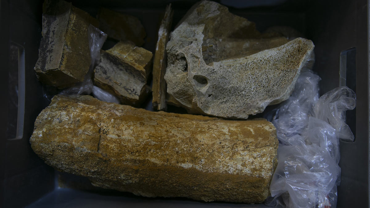 edirnede-mamut-fosil-bulundu