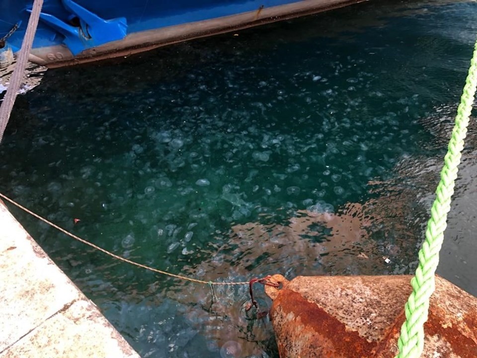 1fjr1e-adum4mfw0gr13ha