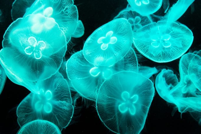 jellyfish-5-682x455