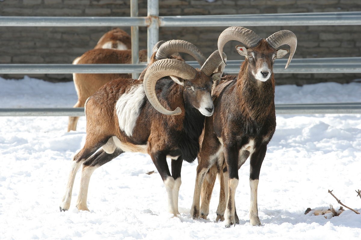 1200px-mouflon-in-zoo-001