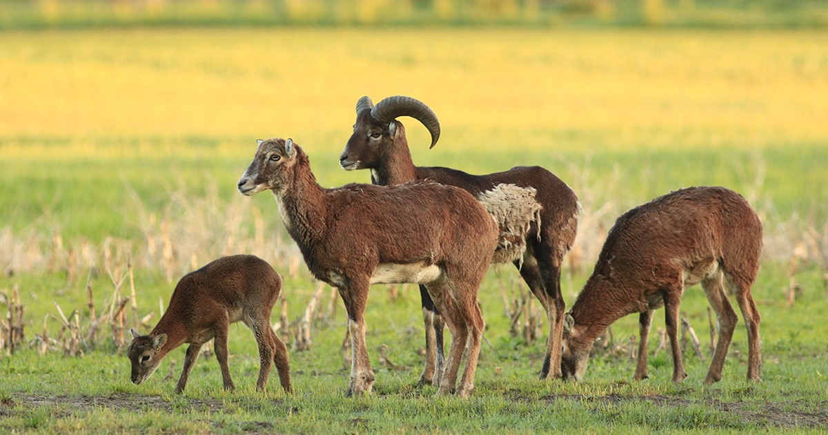 muflon-ovis-aries-musimon-e1c38715-9bfd-4c2b-892b-db2a329343fb