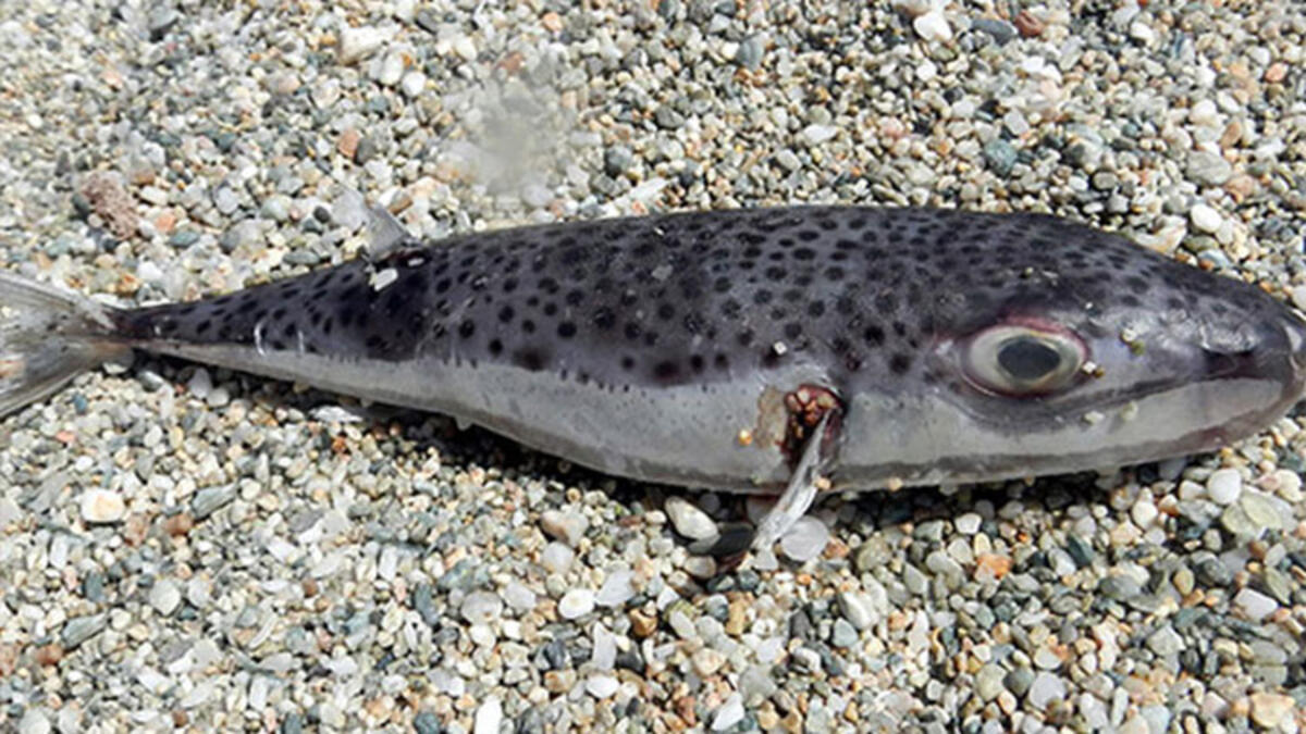 balon-baliginda-30-insani-oldurecek-toksin-var