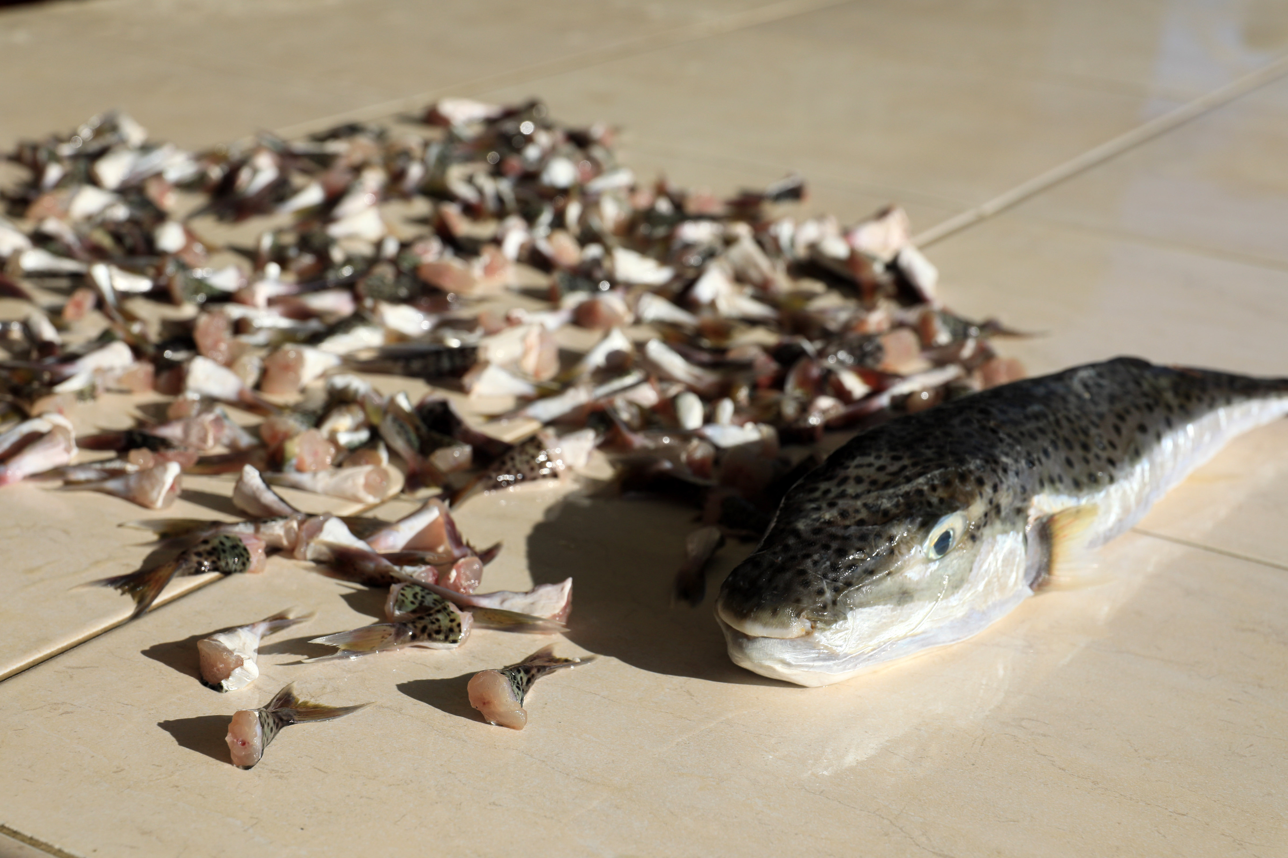 balon-baligi-kuyrugu-teslimati-basladi-7622-dhaphoto2