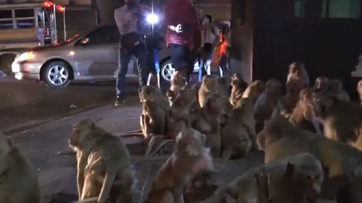 taylandda-festivalde-atilan-havai-fisekler-maymunlari-korkuttu-6921-dhaphoto3