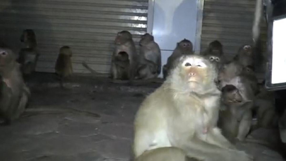 taylandda-festivalde-atilan-havai-fisekler-maymunlari-korkuttu-6921-dhaphoto4