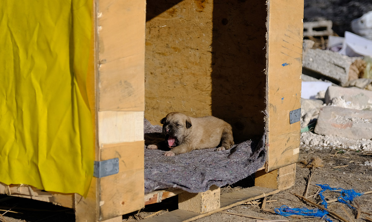 kulubesi-yakilan-kopek-ve-yavrusuna-yeni-yuva-4815-dhaphoto1