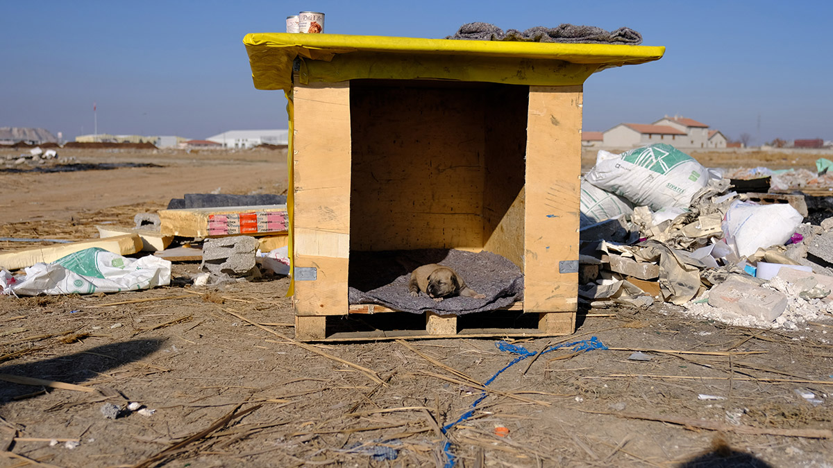 kulubesi-yakilan-kopek-ve-yavrusuna-yeni-yuva-4815-dhaphoto4