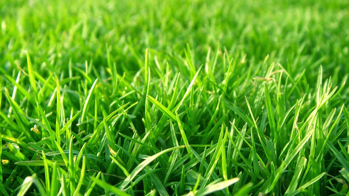 ruyada-cimen-gormenin-anlami