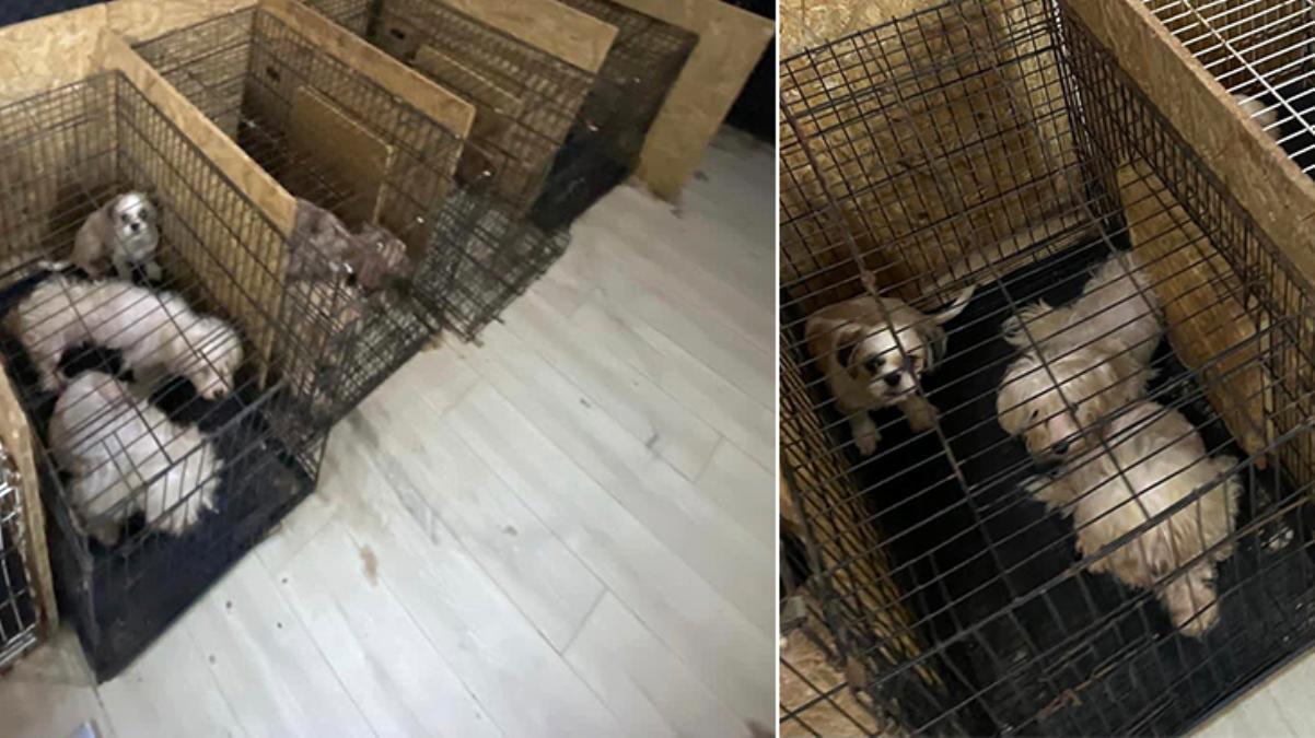 ankaraborumkatikopekler