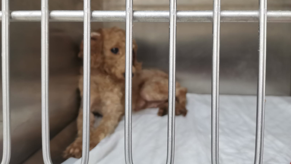 ses-tellerinin-kesildigi-raporla-kesinlesti