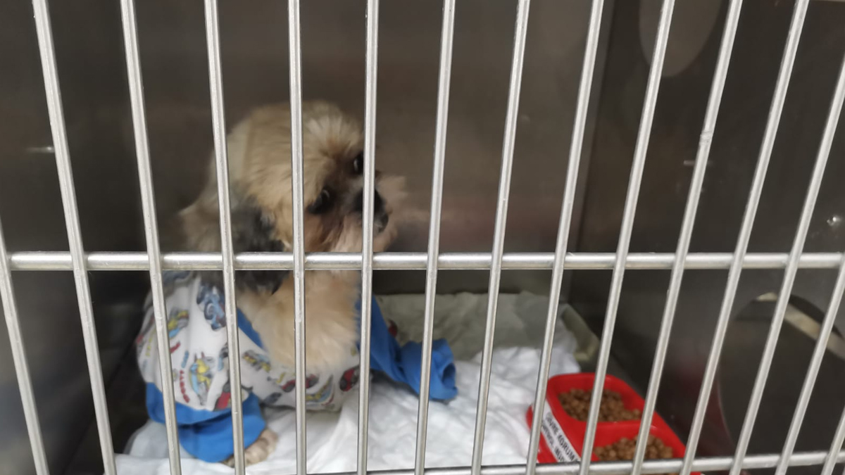 ses-tellerinin-kesildigi-raporla-kesinlesti1