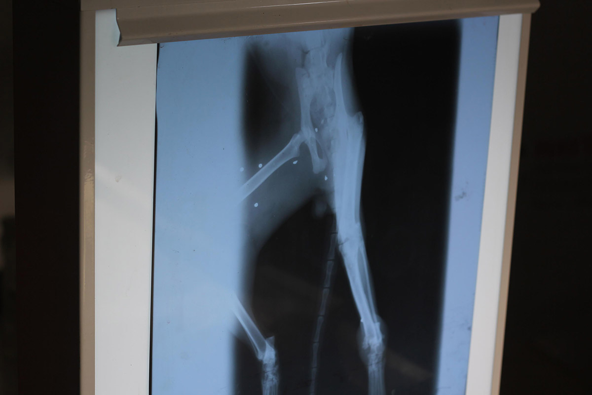 tufekle-vurulan-sokak-kedisi-tedavi-edildi-1854-dhaphoto2