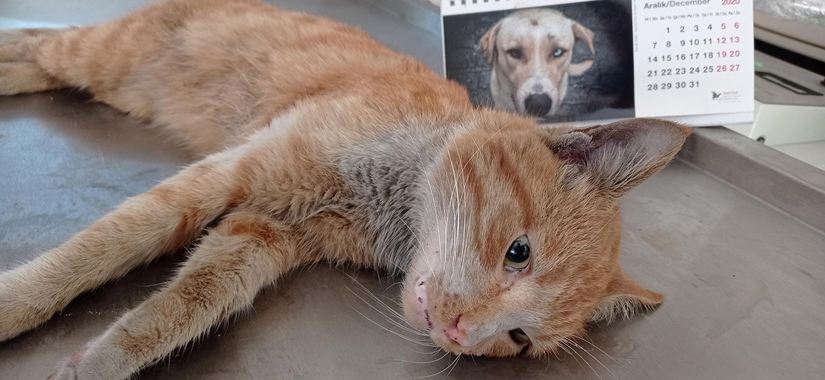 tufekle-vurulan-sokak-kedisi-tedavi-edildi-1854-dhaphoto6