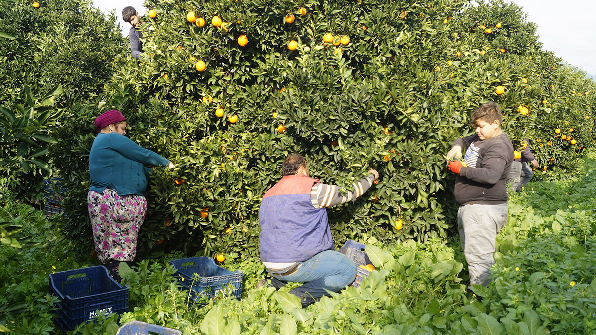 koronavirus-ve-dusuk-rekolte-portakalin-fiyatini-ucurdu-dalinda-4-lira-3240-dhaphoto3