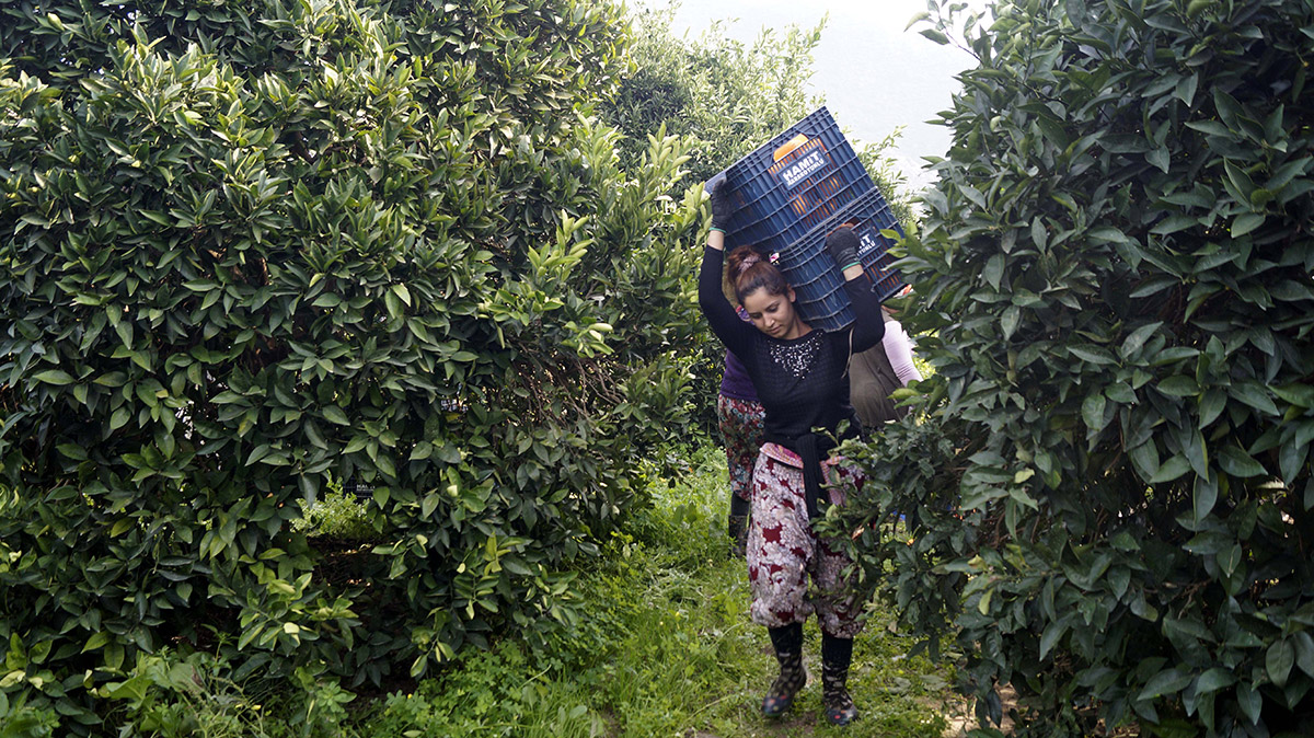 koronavirus-ve-dusuk-rekolte-portakalin-fiyatini-ucurdu-dalinda-4-lira-3240-dhaphoto5