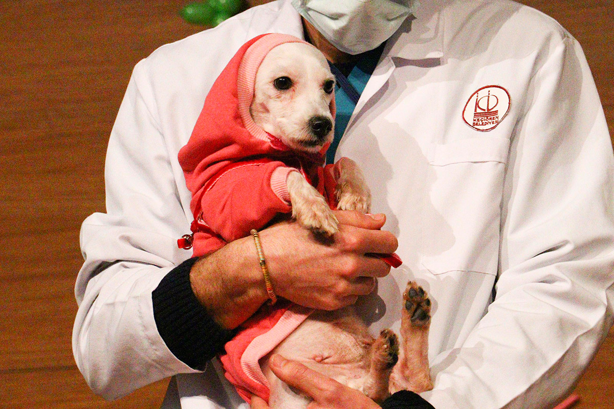 ankarada-ses-telleri-kesilen-20-kopek-kura-ile-sahiplendirildi-2111-dhaphoto7-1