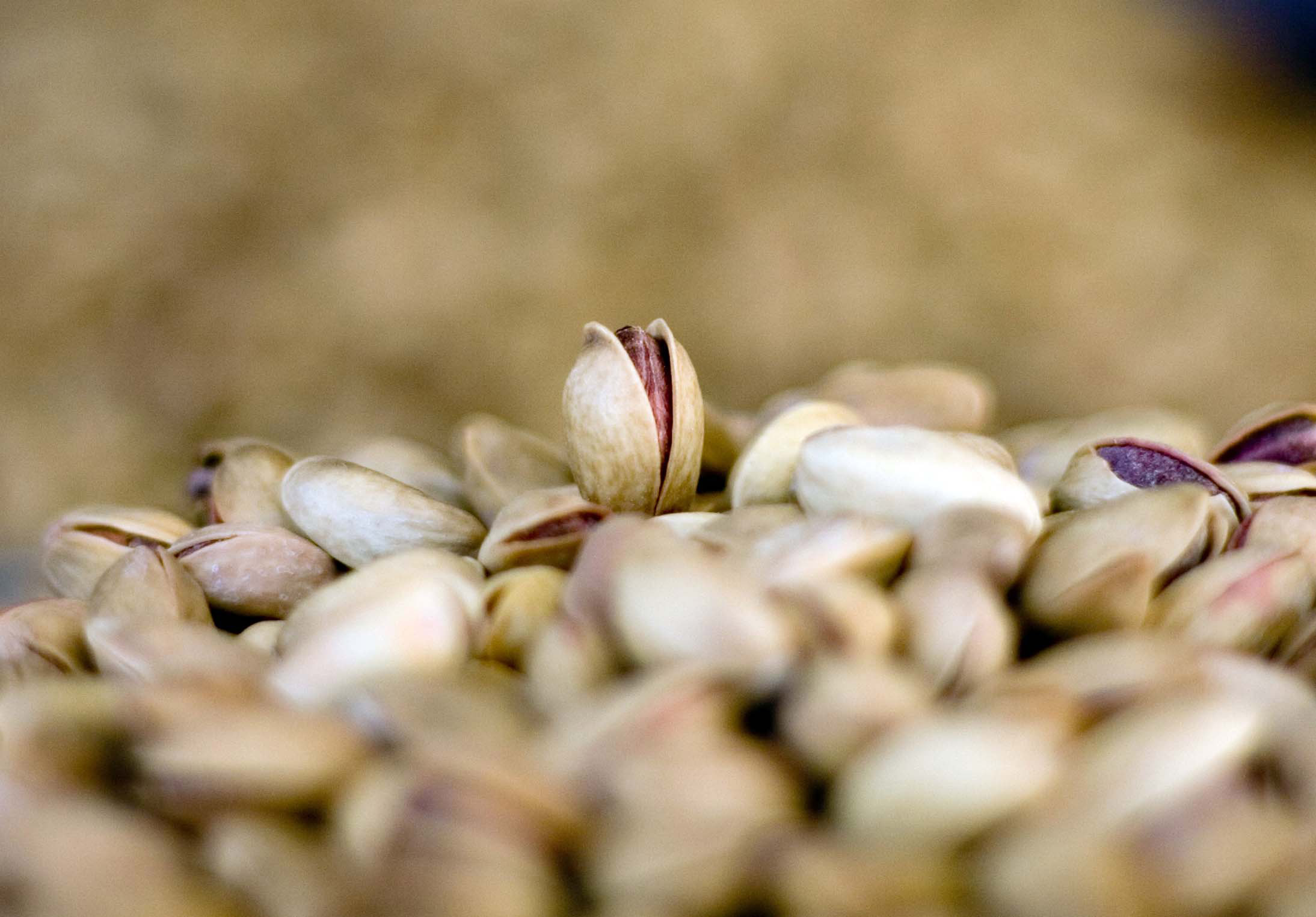 fistik-fiyatlari-yuzde-200-artabilir-2854-dhaphoto1