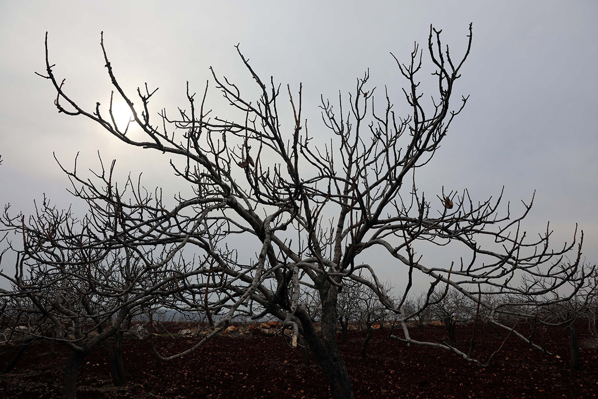 fistik-fiyatlari-yuzde-200-artabilir-2854-dhaphoto5