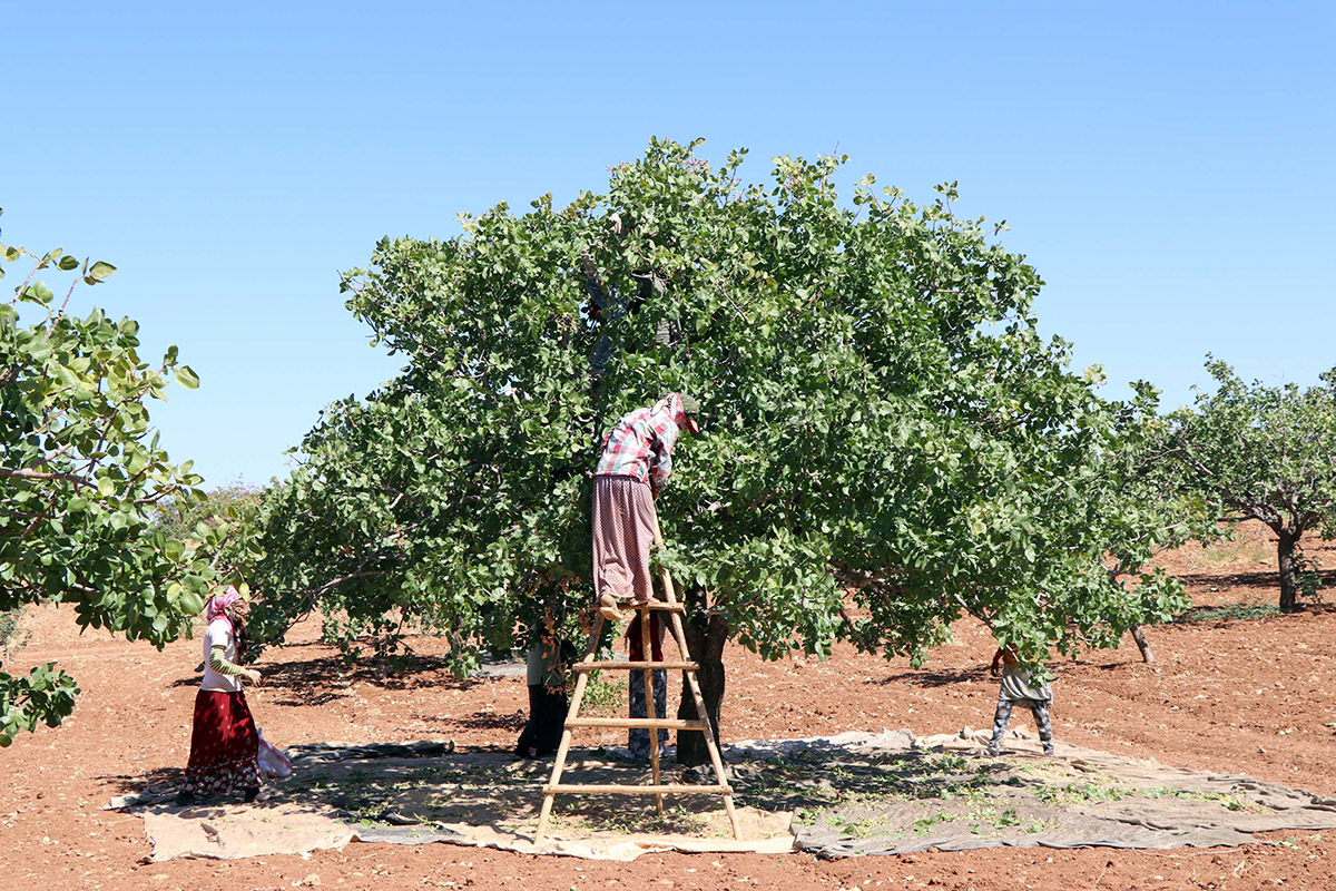 fistik-fiyatlari-yuzde-200-artabilir-2854-dhaphoto8