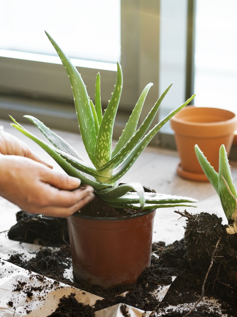 How Do I Grow Aloe Vera Plants - www.inf-inet.com