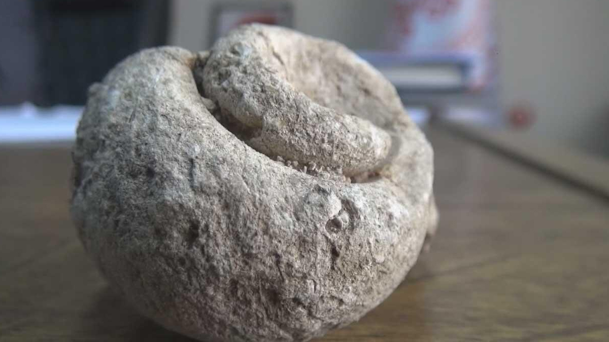 adiyaman-salyangoz-fosili