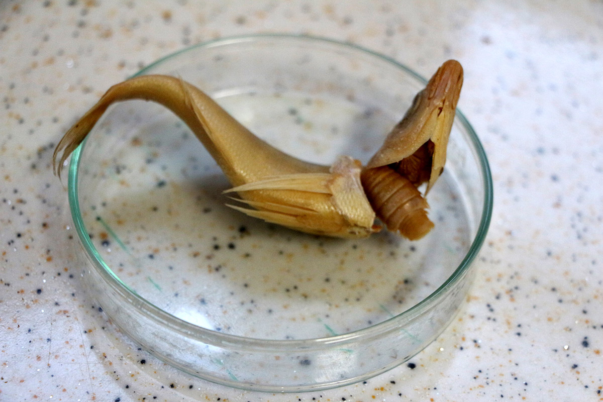 turkiye-sularinda24-cesit-balik-paraziti-tespit-edildi-ciftlik-baliklarini-bogarak-olduruyorlar-8024-dhaphoto2-1