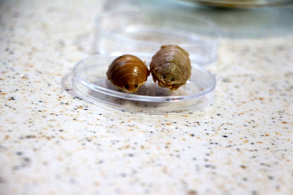 turkiye-sularinda24-cesit-balik-paraziti-tespit-edildi-ciftlik-baliklarini-bogarak-olduruyorlar-8024-dhaphoto3-1