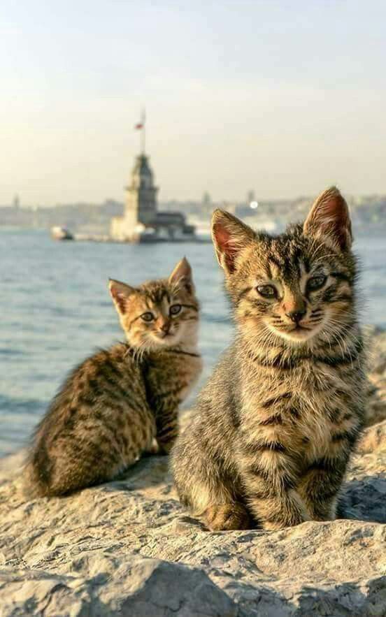 600d05285b44900ef091aaf7e9f301b0