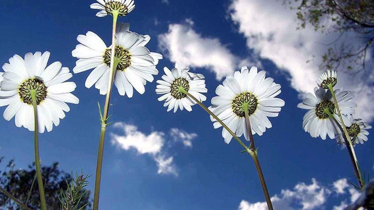 cemre-ne-zaman-dusecek-001