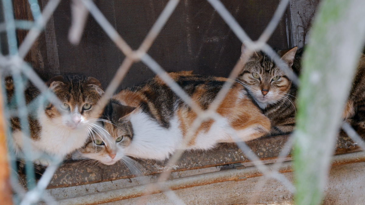 antalyakedikopek-jpg1