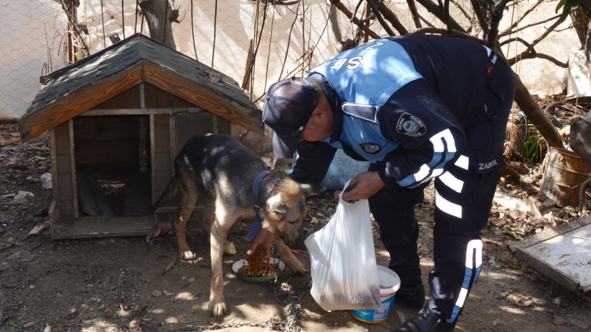 antalyakedikopek-jpg2