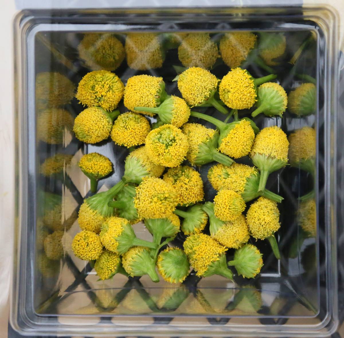 121800430-yenilebilir-elektrik-cicegine-yogun-ilgi-5