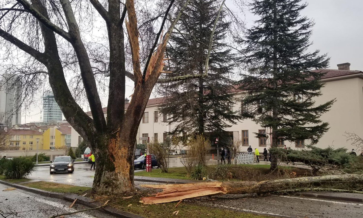 tbmm-bahcesinde-agaca-yildirim-dustu-2-8929-dhaphoto2