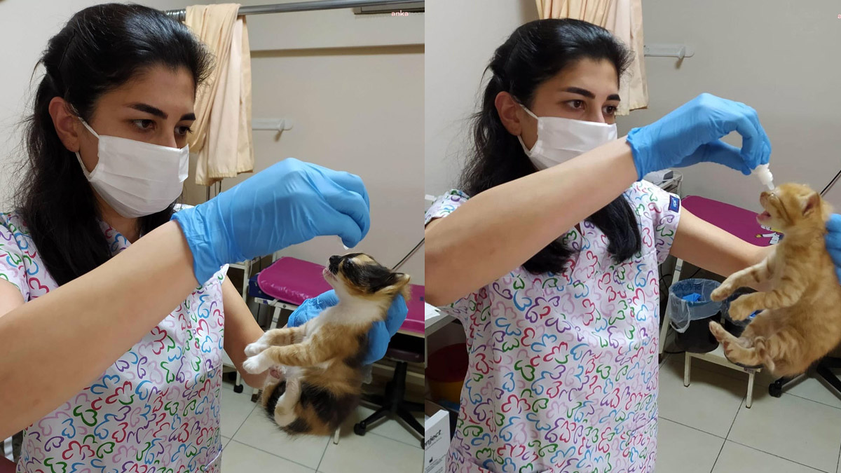 Anne kedi hasta yavrularını doktora böyle götürdü