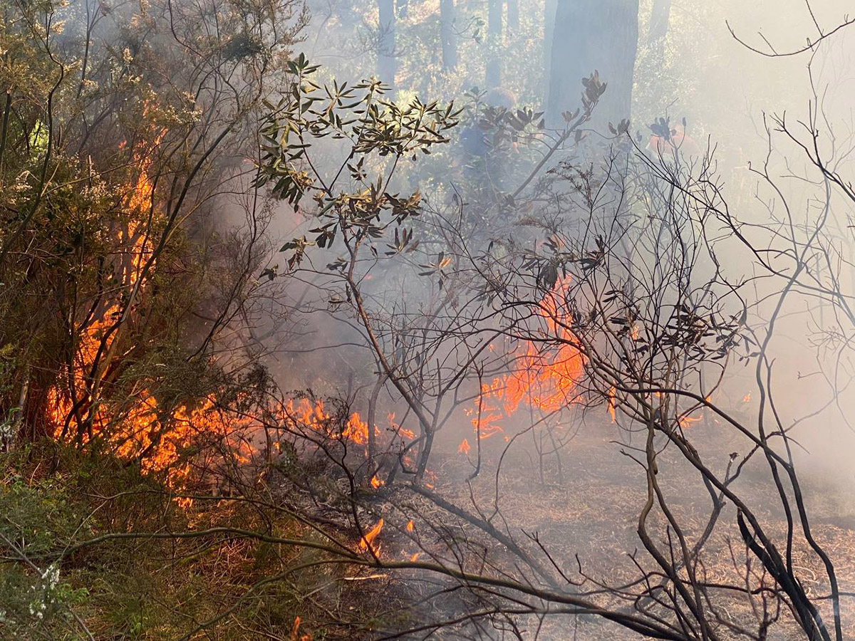 pendikte-mahalleli-ve-polis-ormanda-cikan-yangini-sondurdu-6769-dhaphoto1