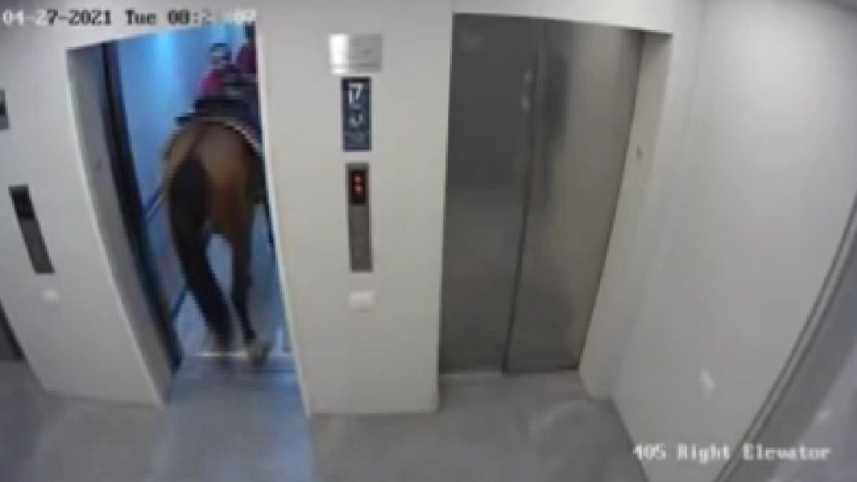 İsrail'de atını alıp asansöre bindiren kişinin savunması şaşırttı