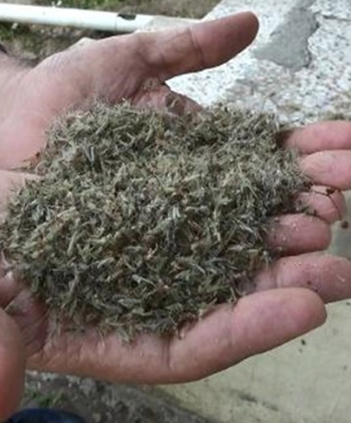 havalar-isindi-buyukcekmeceyi-kronomid-sardi-3482-dhaphoto3