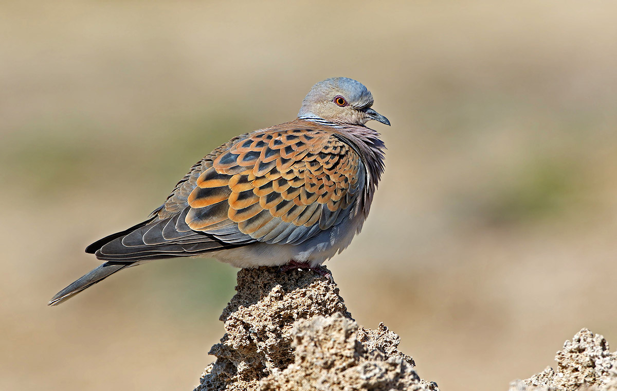 nesli-tehlikedeki-iki-tur-icin-av-karari-3711-dhaphoto3