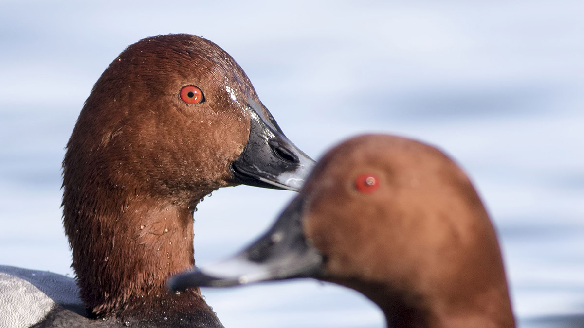 nesli-tehlikedeki-iki-tur-icin-av-karari-3711-dhaphoto4