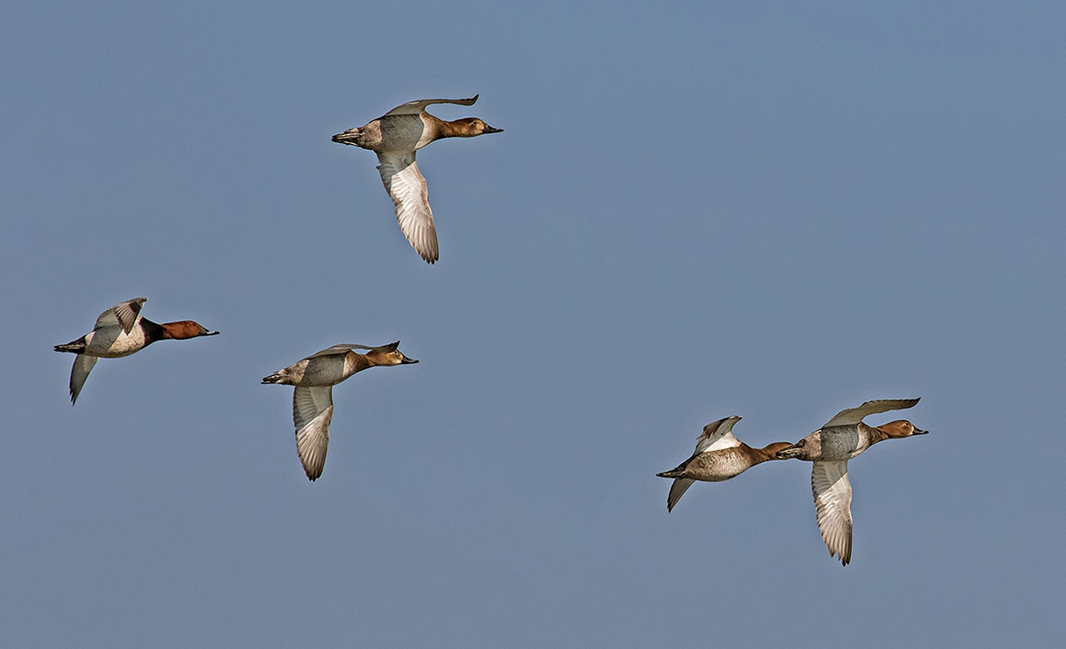 nesli-tehlikedeki-iki-tur-icin-av-karari-3711-dhaphoto5