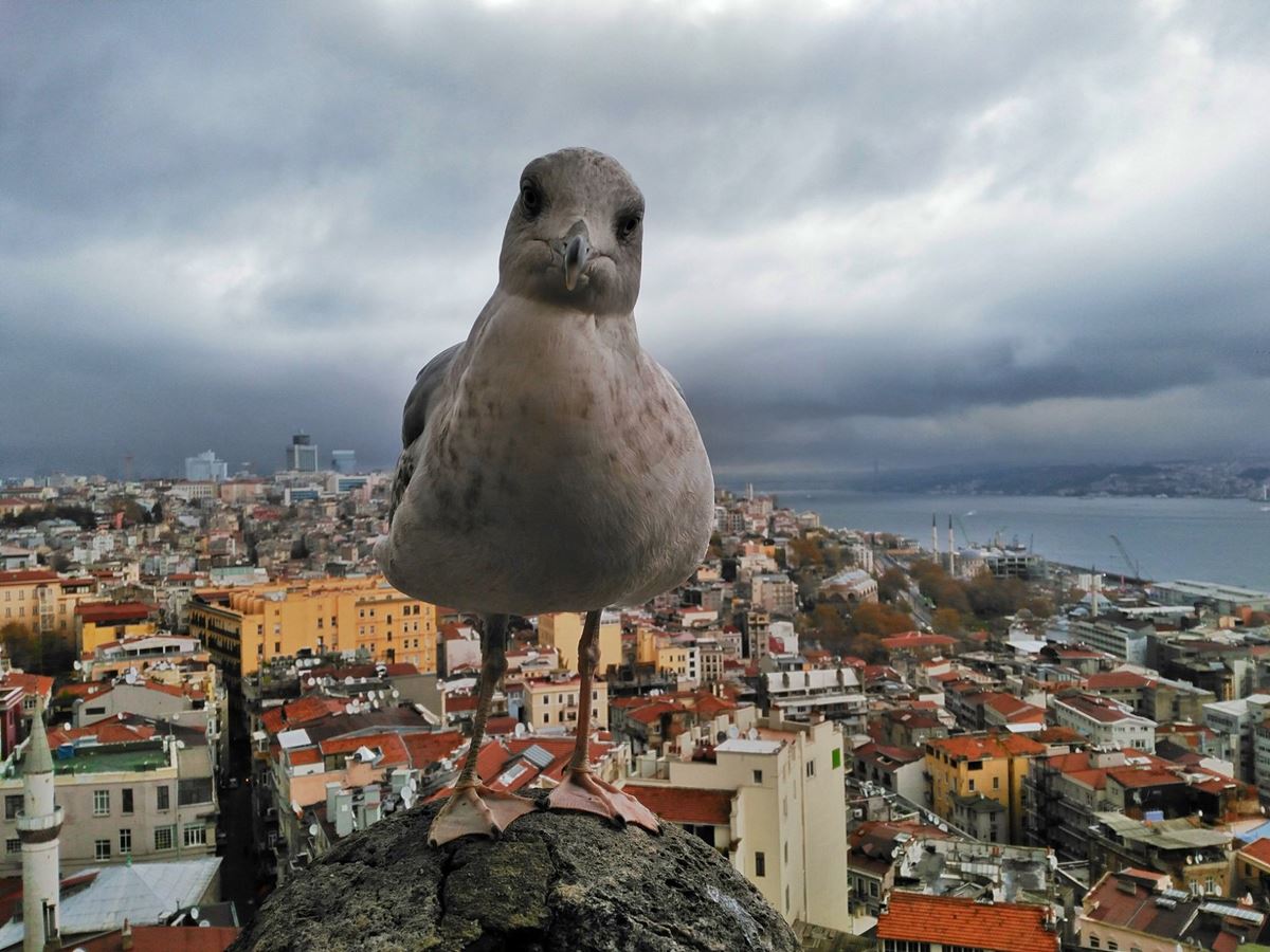 78786622-2618856838204910-8856665598818516992-n