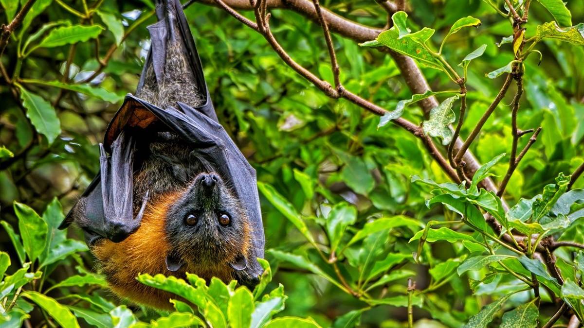 fijmjb6fveoskamtacc49a