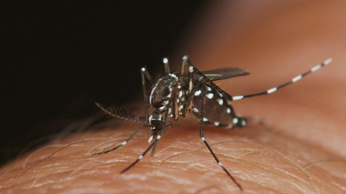 asya-kaplan-sivrisinegi-uyarisi