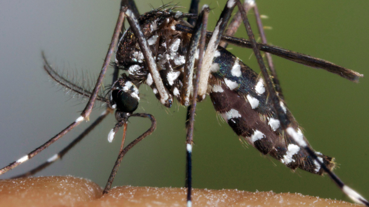 asya-kaplan-sivrisinegi