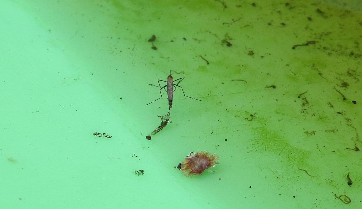 sfw-14771010252-8c6a9b0f4a-o