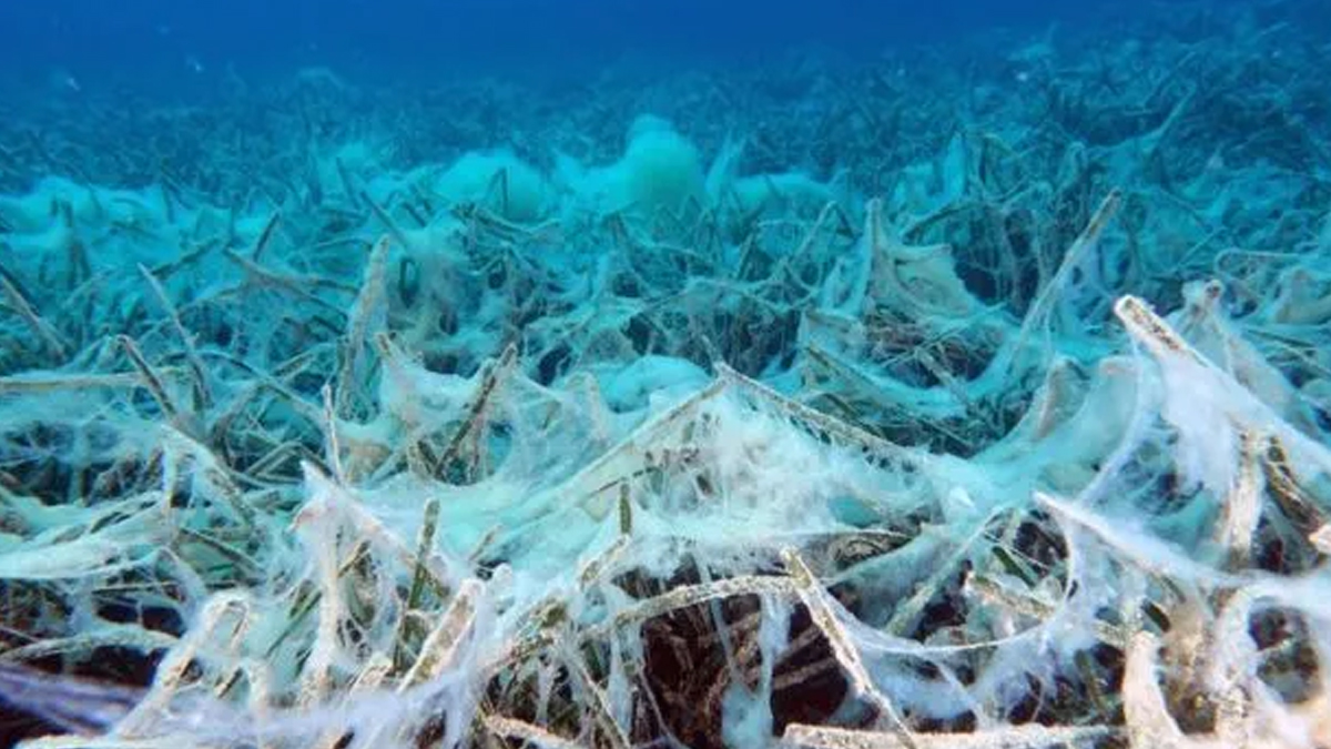 musilaj-marmara-denizi