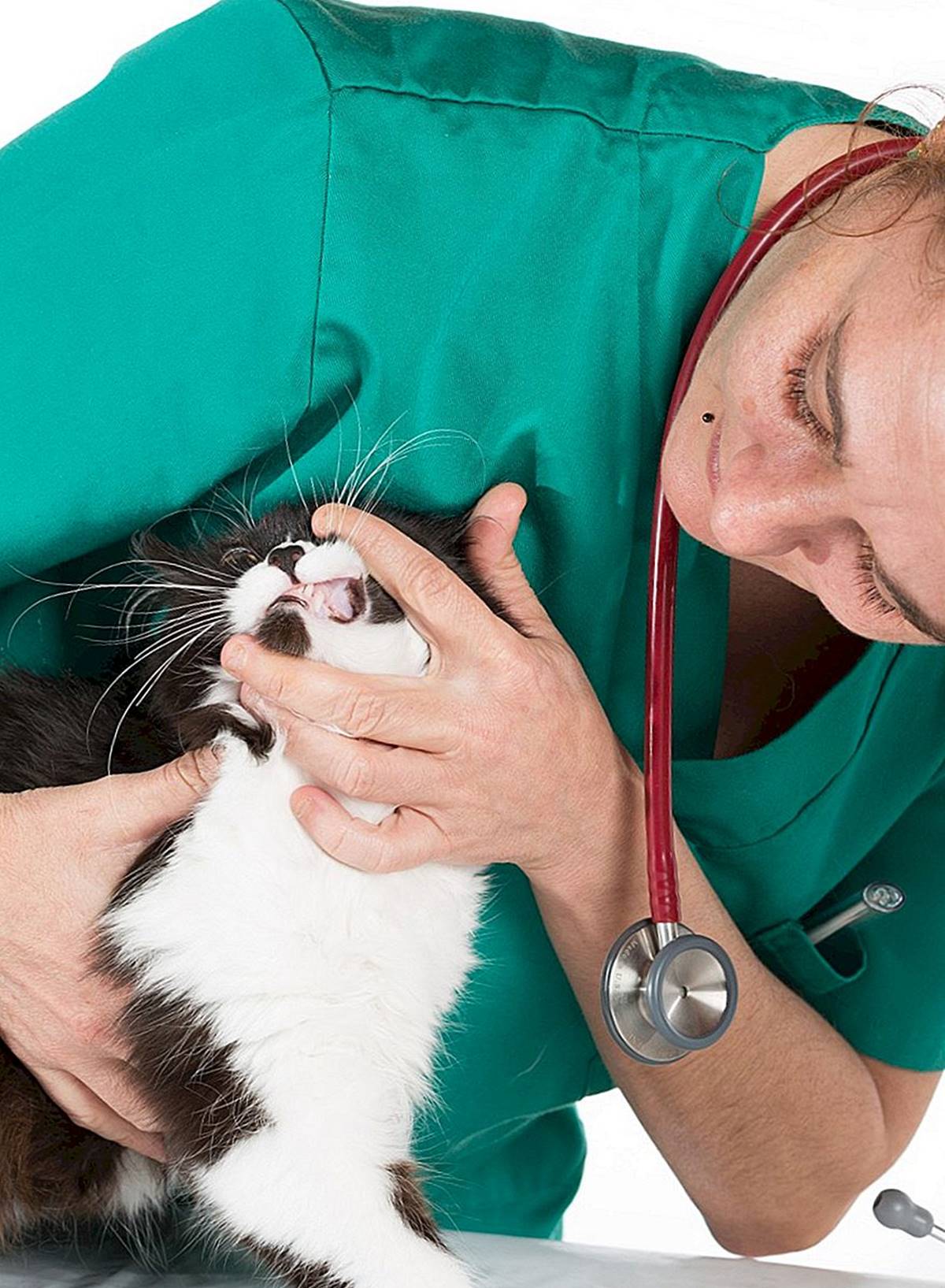 kak-lechit-koshku-ot-anemi