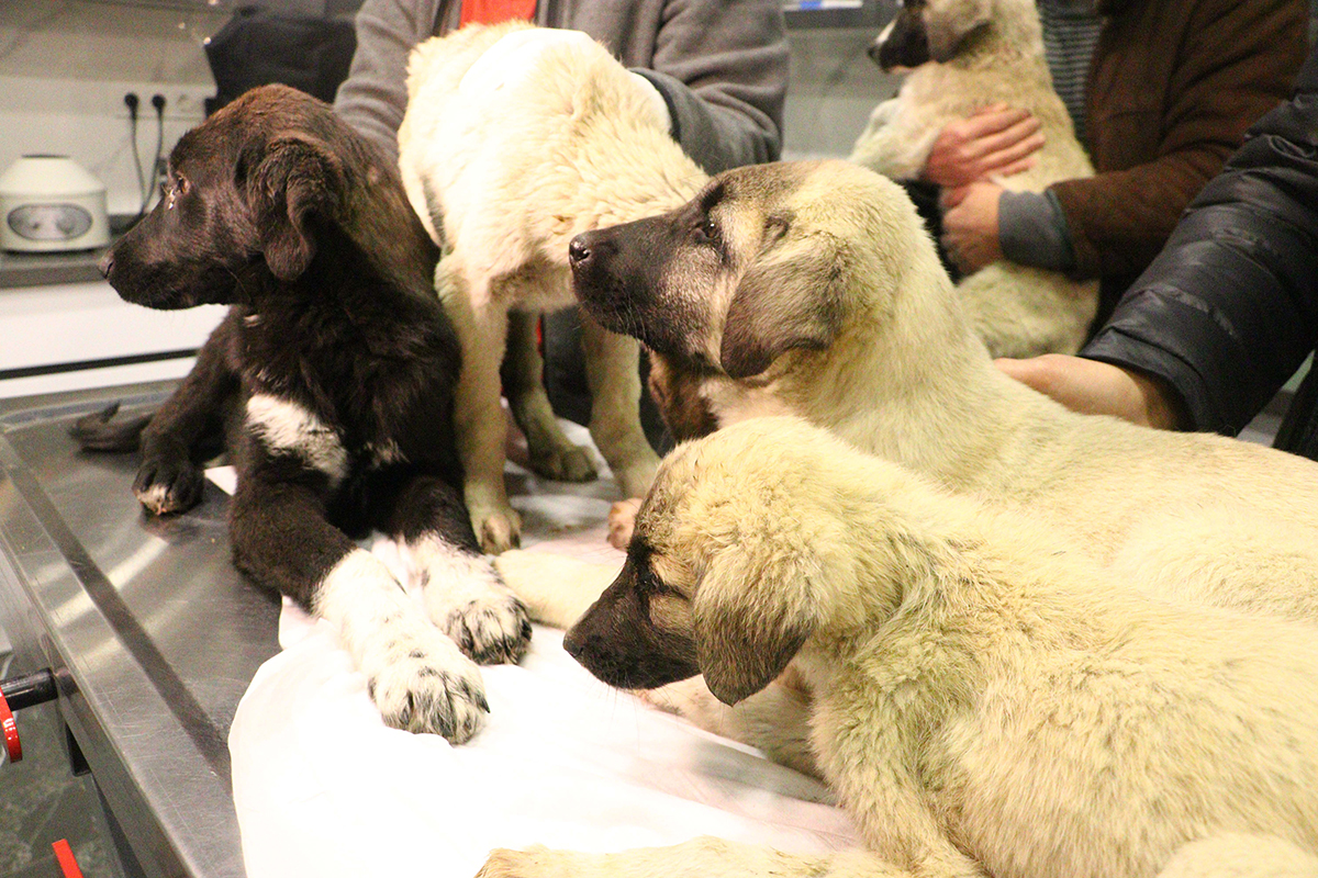 ankarada-can-cekisirken-bulunan-9-kopekten-4u-oldu-3696-dhaphoto4-copy