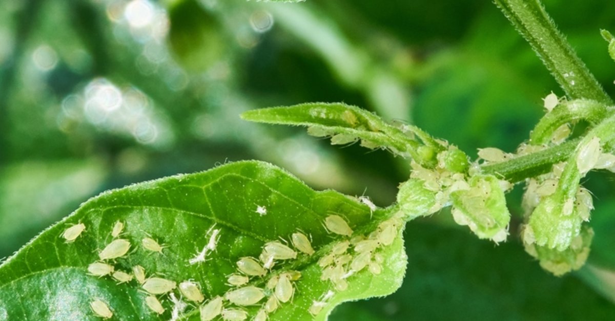 1200x627-yaprak-biti-nasil-yok-edilir-yaprak-biti-ile-mucadele-yontemleri-1643287917052
