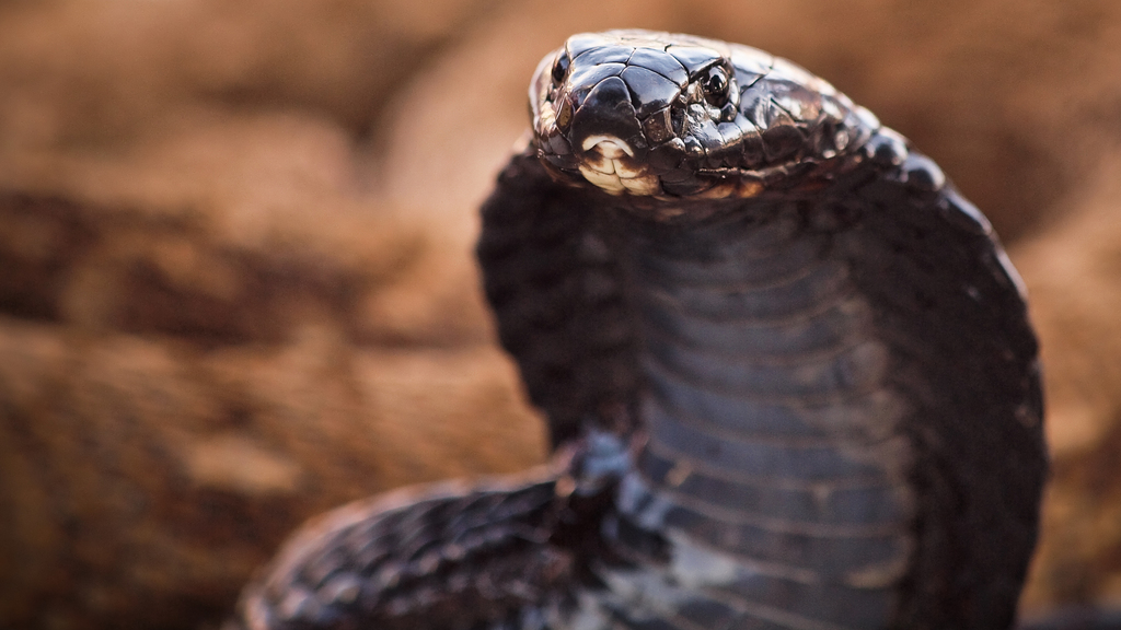 black-necked-spitting-cobra
